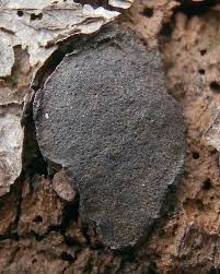 Attēlu rezultāti vaicājumam “Biscogniauxia granmoi”