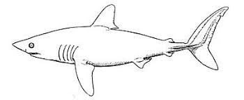 Image result for Lamna nasus