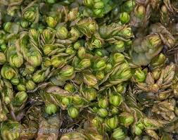 Attēlu rezultāti vaicājumam “Mylia anomala”