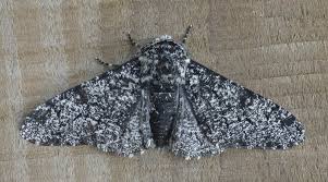 Attēlu rezultāti vaicājumam “Biston betularia”