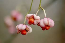 Attēlu rezultāti vaicājumam “Euonymus europaeus fruit”
