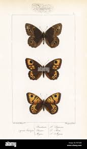 Attēlu rezultāti vaicājumam “Lopinga achine underside”