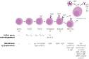 Chapter 7 Ð Biology of the B Lymphocyte