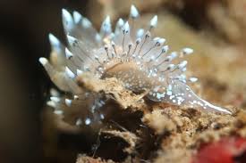 Image result for Bsac London No1 Branch