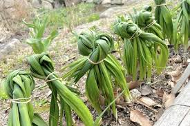 Attēlu rezultāti vaicājumam “Narcissus leaf”