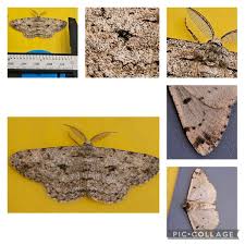 Attēlu rezultāti vaicājumam “Hypomecis roboraria”