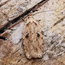 Attēlu rezultāti vaicājumam “Agonopterix aranella”