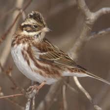 Image result for Emberiza rustica