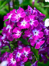 Image result for Phlox (großblumig)
