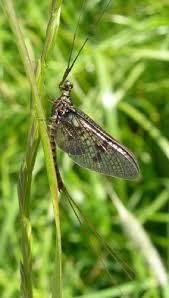 Attēlu rezultāti vaicājumam “Ephemera vulgata”