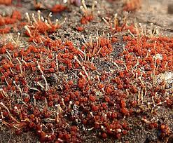 Attēlu rezultāti vaicājumam “Nectria episphaeria”