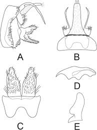 Attēlu rezultāti vaicājumam “Polypogon tentacularius male”