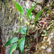 Attēlu rezultāti vaicājumam “Polygonatum odoratum bud”