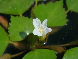 Attēlu rezultāti vaicājumam “Trapaceae”