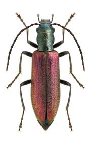 Attēlu rezultāti vaicājumam “Chrysanthia geniculata”