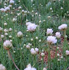 Image result for Grasnelke