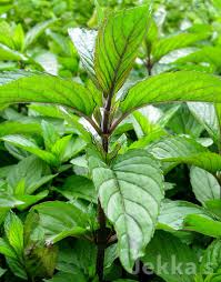 Attēlu rezultāti vaicājumam “Mentha x piperita leaf”