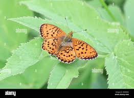 Attēlu rezultāti vaicājumam “Brenthis ino upperside”