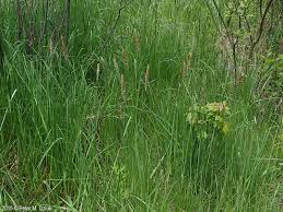 Attēlu rezultāti vaicājumam “Alopecurus pratensis fruit”