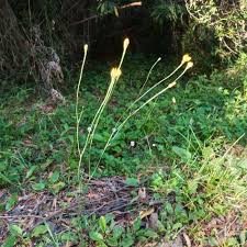 Attēlu rezultāti vaicājumam “Hypochaeris radicata”