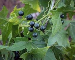 Attēlu rezultāti vaicājumam “Bryonia alba fruit”