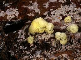 Attēlu rezultāti vaicājumam “Ceratiomyxa porioides plasmodium”