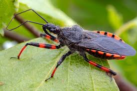 Attēlu rezultāti vaicājumam “Rhynocoris annulatus”