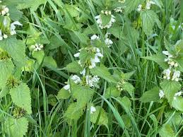 Attēlu rezultāti vaicājumam “Lamium album flower”