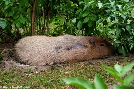 Attēlu rezultāti vaicājumam “Hydrochoerus hydrochaeris”