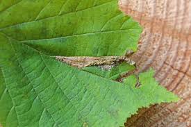 Attēlu rezultāti vaicājumam “Phyllonorycter nicellii”