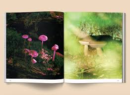 Attēlu rezultāti vaicājumam “Diderma montanum var. album spores”