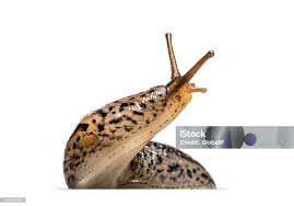 Attēlu rezultāti vaicājumam “Limax maximus”