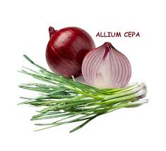 Attēlu rezultāti vaicājumam “Allium cepa”