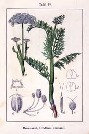 Attēlu rezultāti vaicājumam “Cnidium dubium”