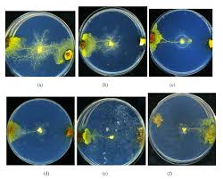 Attēlu rezultāti vaicājumam “Physarum daamsii sessile”
