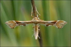 Attēlu rezultāti vaicājumam “Cnaemidophorus rhododactyla”
