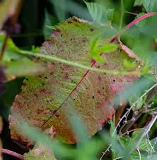 Attēlu rezultāti vaicājumam “Rumex obtusifolius”