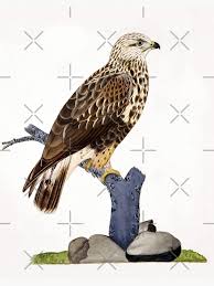 Attēlu rezultāti vaicājumam “Buteo lagopus”