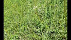 Attēlu rezultāti vaicājumam “Laserpitium prutenicum”