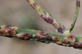 Attēlu rezultāti vaicājumam “Cystiphora sanguinea”