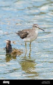 Attēlu rezultāti vaicājumam “Tringa stagnatilis”