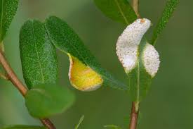 Attēlu rezultāti vaicājumam “Exobasidium cassandrae”
