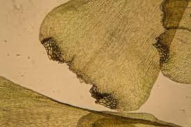 Attēlu rezultāti vaicājumam “Campylium stellatum sporophyte”