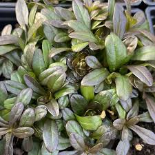 Image result for Ajuga reptans