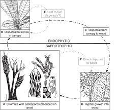 Attēlu rezultāti vaicājumam “Xylaria”