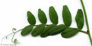 Attēlu rezultāti vaicājumam “Vicia sepium leaf”