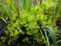 Attēlu rezultāti vaicājumam “Meesia triquetra”