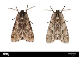 Attēlu rezultāti vaicājumam “Brachionycha nubeculosa”