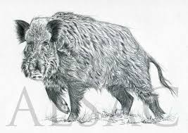 Attēlu rezultāti vaicājumam “Sus scrofa”