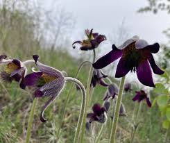 Attēlu rezultāti vaicājumam “Pulsatilla pratensis fruit”
